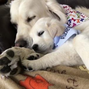 Puppy cuddles with his mother collection item