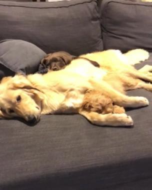 Dogs looking cozy cuddling each other on the sofa collection item